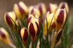 Krokus 