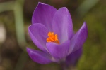 Krokus 