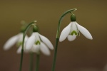 Schneeglöckchen 