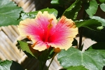 Blumen auf Palawan
