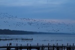 Steinhuder Meer im November 2010