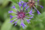 Kornblume