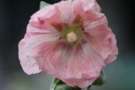 Stockrose