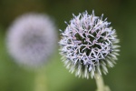 Blume