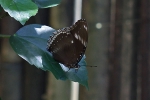 Palawan - Schmetterling