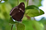 Palawan - Schmetterling