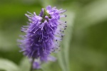 Blume