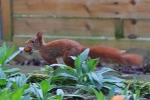 Eichhörnchen klaut Walnuss Eichhörnchen klaut Walnuss