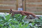 Eichhörnchen klaut Walnuss Eichhörnchen klaut Walnuss