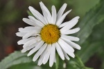 Margarite