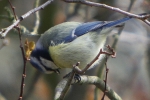 Blaumeise Blaumeise