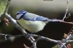 Blaumeise Blaumeise