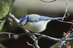 Blaumeise Blaumeise