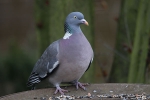 Wilde Taube Wilde Taube
