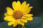 Blume