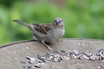 Spatz Spatz