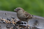 Spatz Spatz