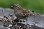 Spatz Spatz