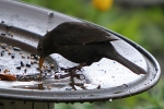 Amsel Amsel