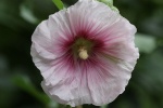 Stockrose