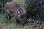 Addo Elephant Park - Warzenschwein