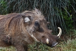 Addo Elephant Park - Warzenschwein
