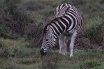 Addo Elephant Park - Zebra