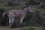 Addo Elephant Park - Zebra