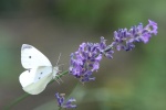 Schmetterling