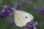 Schmetterling