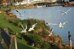 Steinhuder Meer im November 2010