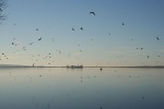 Steinhuder Meer im Februar 2008